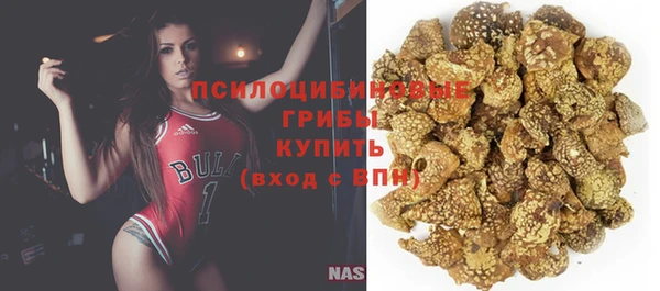 прущие грибы Абаза